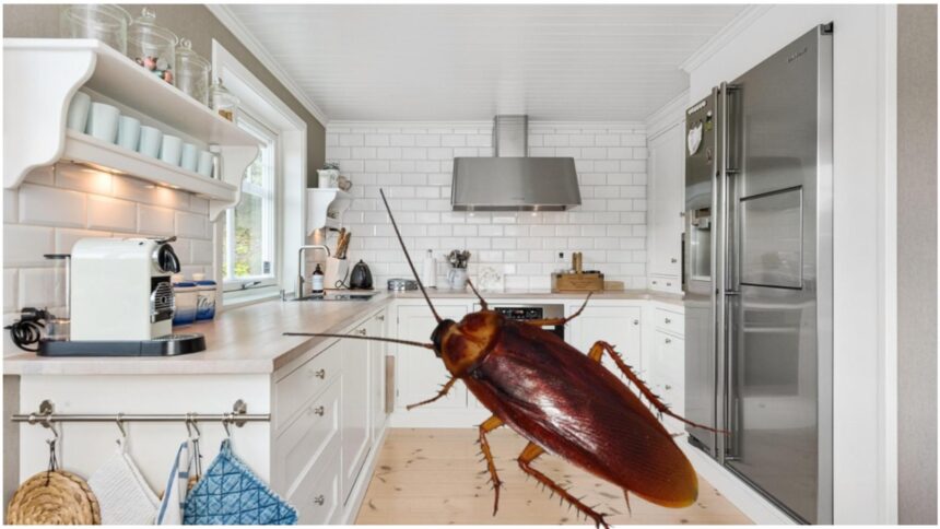 Aparatul care poate transforma locuința ta într-un adăpost pentru gândaci, prezent în majoritatea căminelor românești 1 electrocasnicul care iti poate umple casa de gandaci este nelipsit din casele romanilor 68c866cae5b2f