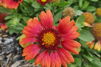 florile de toamna pe care trebuie sa le ai in gradina ta vor inflori pana la inceputul iernii 68c8f0f0411a0