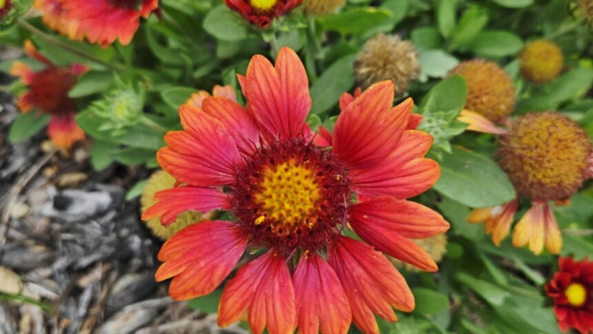 Flori de toamnă esențiale pentru grădina ta: vor înflori până la venirea iernii 1 florile de toamna pe care trebuie sa le ai in gradina ta vor inflori pana la inceputul iernii 68c8f0f0411a0