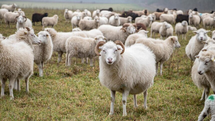 Răspândire de anthrax la o fermă de capre și oi din Vrancea. Stăpânul animalelor a fost dus la spital 1 focar de antax la o ferma de capre si oi din vrancea proprietarul animalelor internat in spital 68b9c870410ca