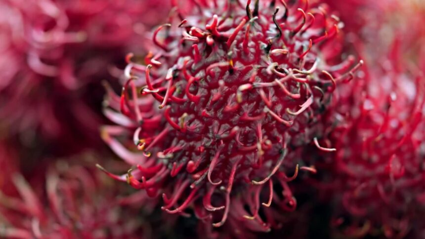 Fructul-porcupin: comoara nutritivă necunoscută de mulți români 1 fructul arici de care multi romani nici nu au auzit contine vitamine si nutrienti cat un intreg plafar 68d9a0ff28b32