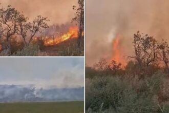 incendiu puternic de vegetatie uscata in buzau peste 15 hectare de teren au fost mistuite de flacari 68b9e19e2ef0b