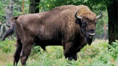 Tragedie pentru inițiativa de reîntregire a populației de zimbri în România: 21 de exemplare descoperite fără viață în Munții Țarcu 1 lovitura grea pentru programul de repopulare a zimbrilor in romania 21 de animale au fost gasite moare in muntii tarcu 68d3ca1bd8b6f