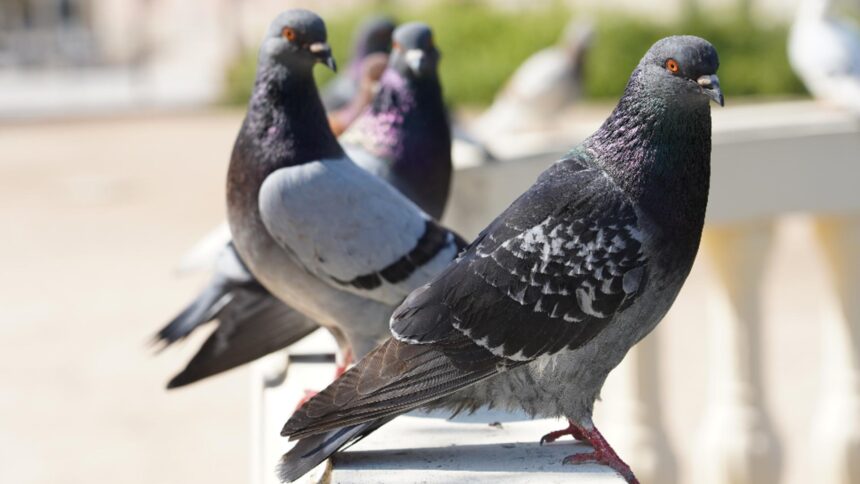 Aromele care alungă porumbeii. Ce condimente din bucătărie îi repugnă pe acești păsări? 1 mirosurile care tin porumbeii departe ce ingrediente de bucatarie sunt insuportabile pentru aceste pasari 68c594a70f27c