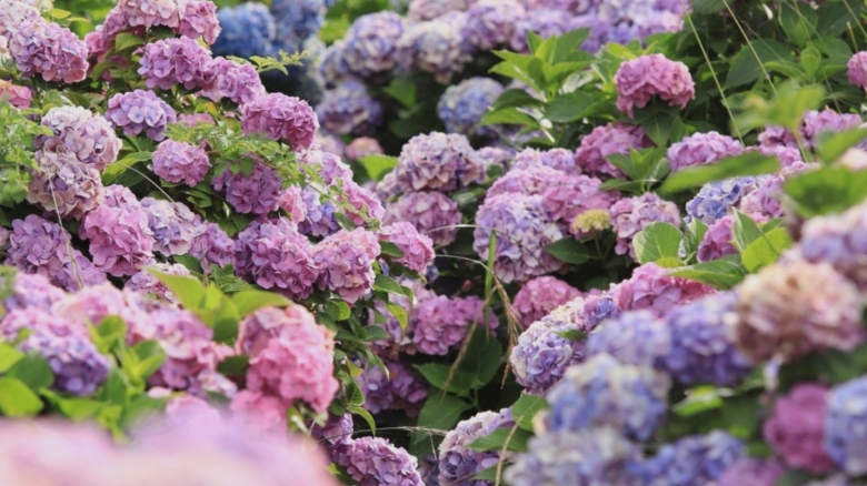 De ce să renunți la hortensii în grădină? Sfaturi neașteptate de la grădinarii veterani 1 motivul pentru care trebuie sa renunti la hortensiile din gradina gradinarii cu experienta arunca bomba 68b71ee93abd3