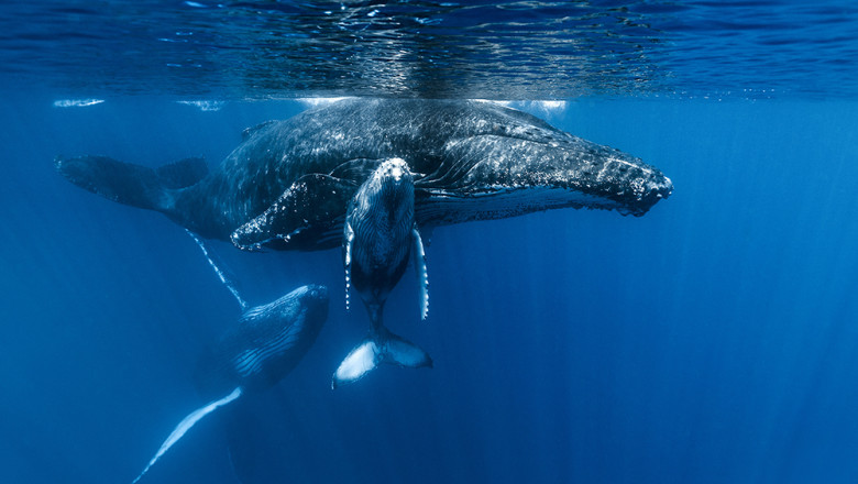 New York, scena unui conflict între balenele cu cocoașă și vasele uriașe, în mijlocul unei „furtuni de evenimente” discutate de experți 1 new york devine teren de coliziune intre balene cu cocoasa si nave gigantice specialistii vorbesc despre o furtuna de evenimente 68d659a94720d