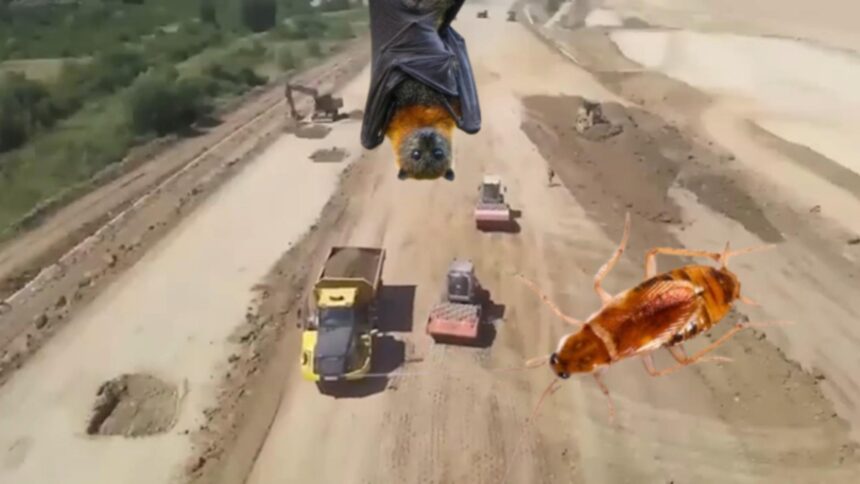 ONG-urile ecologiste, strategii stagnate din cauza ordinelor. Impactul gândacului cafeniu și al coloniei de lilieci asupra proiectelor de infrastructură 1 ong urile de mediu proiecte strategice blocate la ordin cum au intarziat gandacul cafeniu si coloniile de lilieci lucrarile de infrastructura 68d3707775d5a