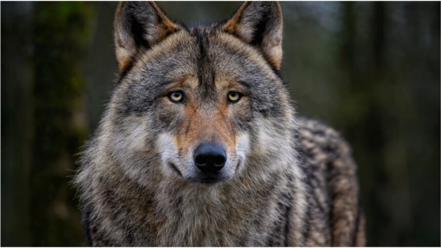 Teroare pe nisipurile din Halkidiki: O fetiță de 5 ani devine victima unui atac de lup 1 panica pe o plaja din halkidiki o fetita in varsta de 5 ani a fost atacata de un lup 68ca34644ad85