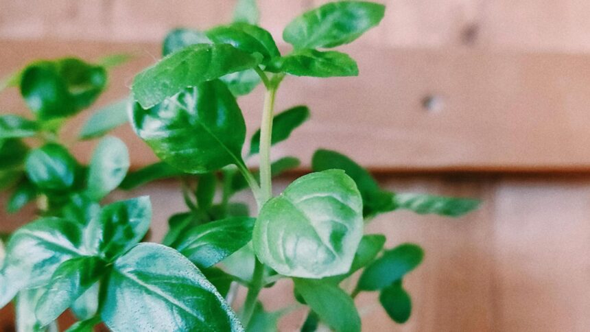 Planta-minune care combate inflamațiile: motivele pentru care nutriționiștii o sugerează în alimentația ta 1 planta care reduce inflamatia din organism de ce recomanda nutritionistii sa o incluzi in dieta ta 68c167ffc7da9