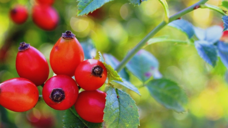 Miracolul verde al lunii septembrie: planta medicinală cu virtuți extraordinare pentru bunăstarea ta 1 planta medicinala a lunii septembrie cu beneficii remarcabile pentru sanatate 68b7f12f66b7c