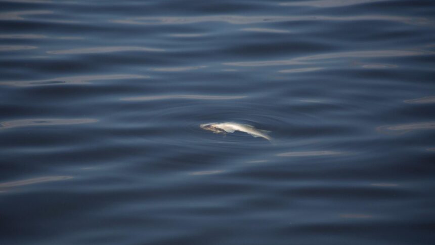 Rămășițe umane găsite într-o apă infestată cu pești în Timiș: ancheta poliției a început 1 ramasite umane descoperite intr o balta cu pesti din timis politia a deschis dosar penal 68ca6317363fb