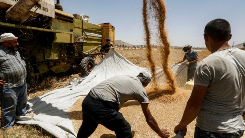 România, grânarul Europei: Românii consumă produse de panificație aduse din străinătate 1 romania granarul ue romanii mananca produse de panificatie din import 68d3944979dc9