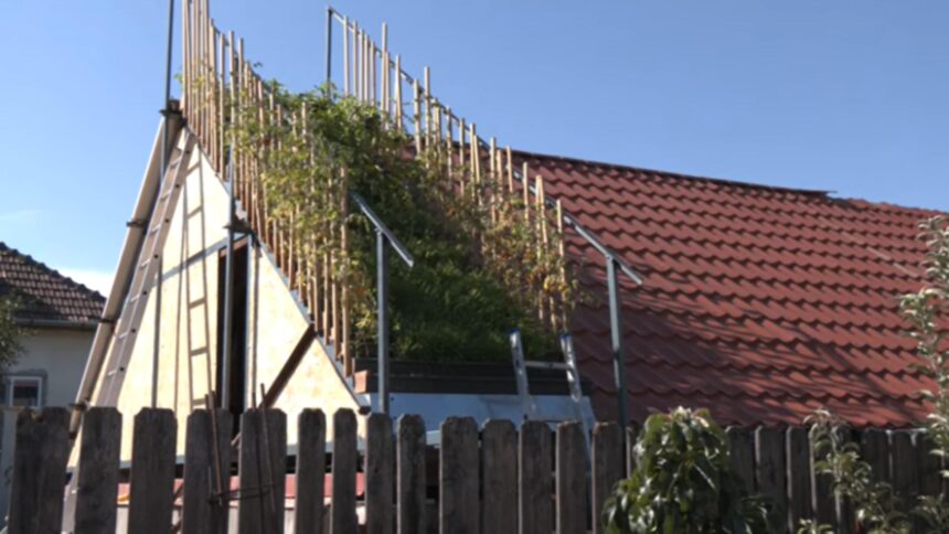 Românul pasionat de grădinărit urban: „Mă bucur nespus, este o experiență minunată.” 1 romanul care creste legume pe acoperisul casei sunt chiar incantat nu e un lucru rau 68c6e53c7ef72