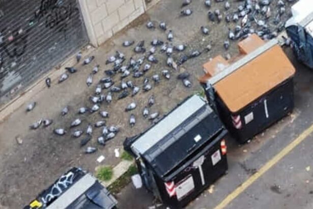 rome woman banned from feeding birds amid neighbours pigeon hell 68c4190fee8a6