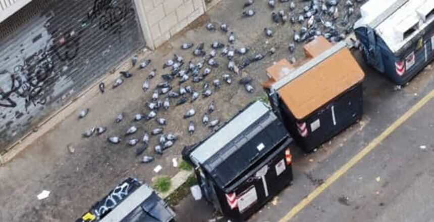 O femeie din Roma a fost interzisă să hrănească păsările din cauza „iadului” cu porumbei creat de vecini 1 rome woman banned from feeding birds amid neighbours pigeon hell 68c4190fee8a6