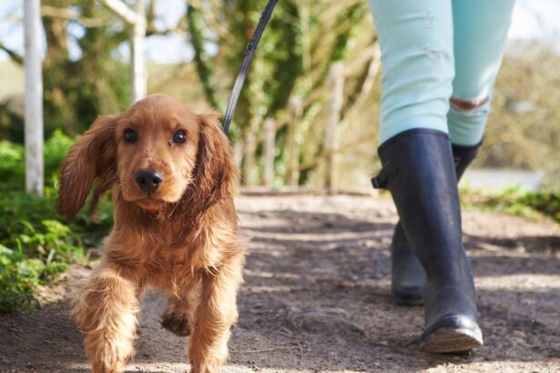 rover tourism italian province proposes tourist tax for dogs 68d6a58621bf5