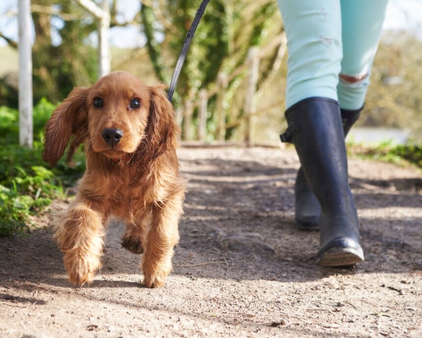 Provincie italiană propune impozit turistic pentru câini 1 rover tourism italian province proposes tourist tax for dogs 68d6a58621bf5