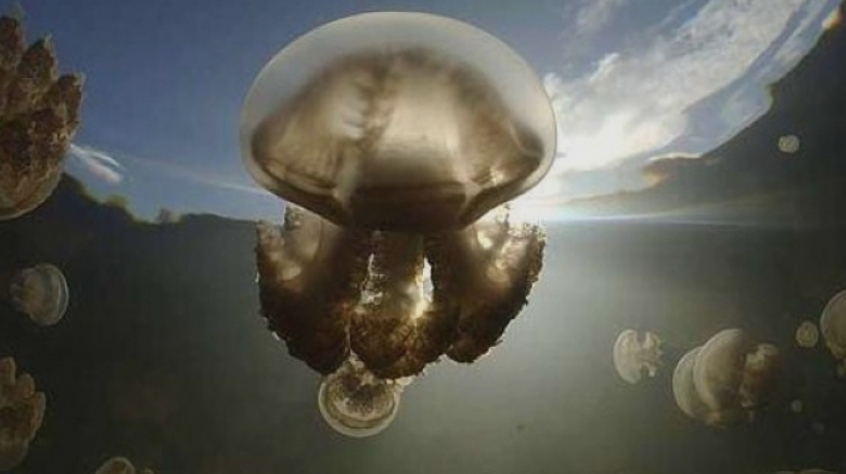 Transformări pe litoral: Meduzele de apă rece își fac apariția în locul celor de apă caldă. Care sunt diferențele dintre aceste două specii? 1 schimbare de sezon pe litoral meduzele de apa rece iau locul celor de apa calda cu ce se diferentiaza cele doua specii 68b7fc4627217