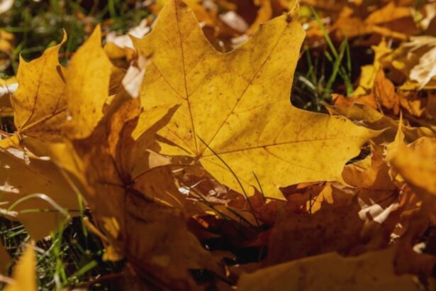 toamna atipica cu temperaturi de vara atat in luna septembrie cat si la inceput de octombrie prognoza anm pentru urmatoarele 4 saptamani 68ba779b3546e