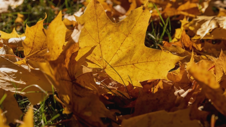 Toamnă surprinzătoare: vreme de vară în septembrie și început de octombrie. Prognoza ANM pentru următoarele patru săptămâni 1 toamna atipica cu temperaturi de vara atat in luna septembrie cat si la inceput de octombrie prognoza anm pentru urmatoarele 4 saptamani 68ba779b3546e