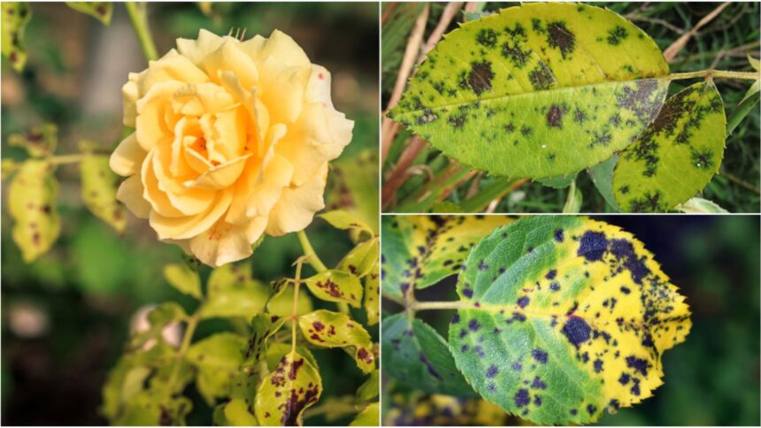 Secretul grădinarilor experimentați pentru îndepărtarea petelor negre de pe trandafiri în fiecare toamnă 1 trucul care elimina petele negre de pe trandafiri gradinarii cu experienta il folosesc in fiecare toamna 68c96ab401aac