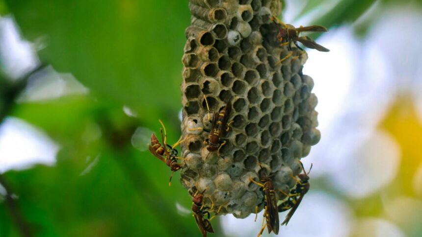 Turiști sub amenințare pe una dintre cele mai populare insule grecești din cauza invaziei de viespi 1 turistii in pericol pe una dintre cele mai cautate insule din grecia din cauza invaziei de viespi 68c2b14bc7c6f