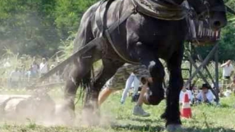 Un județ românesc interzice competițiile cu cai care transportă greutăți: „Protejăm bunăstarea animalelor.” 1 un judet din romania interzice concursurile cu cai care trag diferite greutati prevenim cruzimea fata de animale 68c3b61dd1015