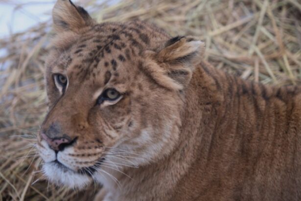 video copil de 5 ani muscat de un ligru la zoo in suceava incidentul vine dupa ce o fetita a fost atacata de o maimuta 68b992cde8a30