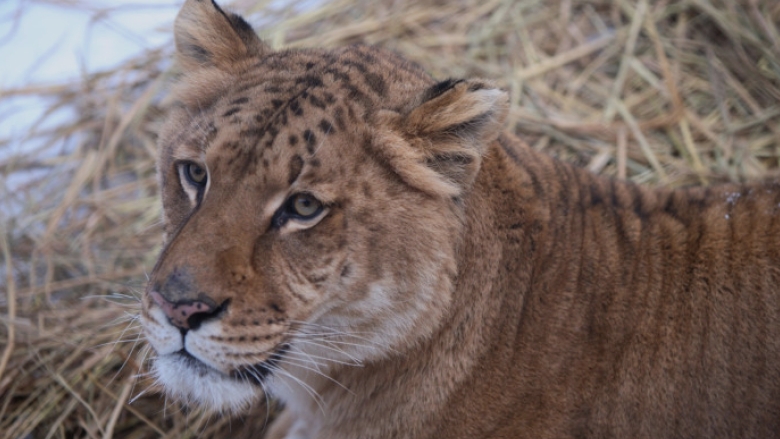 Incident șocant la zoo în Suceava: un băiețel de 5 ani a fost atacat de un ligru, la scurt timp după un eveniment similar cu o maimuță 1 video copil de 5 ani muscat de un ligru la zoo in suceava incidentul vine dupa ce o fetita a fost atacata de o maimuta 68b992cde8a30