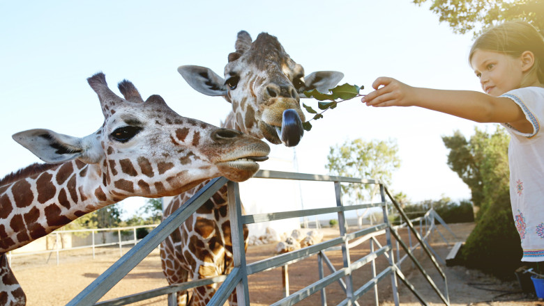 Impactul vizitatorilor asupra animalelor de la Zoo: cine se bucură de compania noastră și cine preferă să rămână singur? 1 video efectul omului asupra animalelor la zoo care sunt animalele care se bucura ca ne vad dar si cele deranjate de prezenta vizitatorilor 68d85dbf0bad2