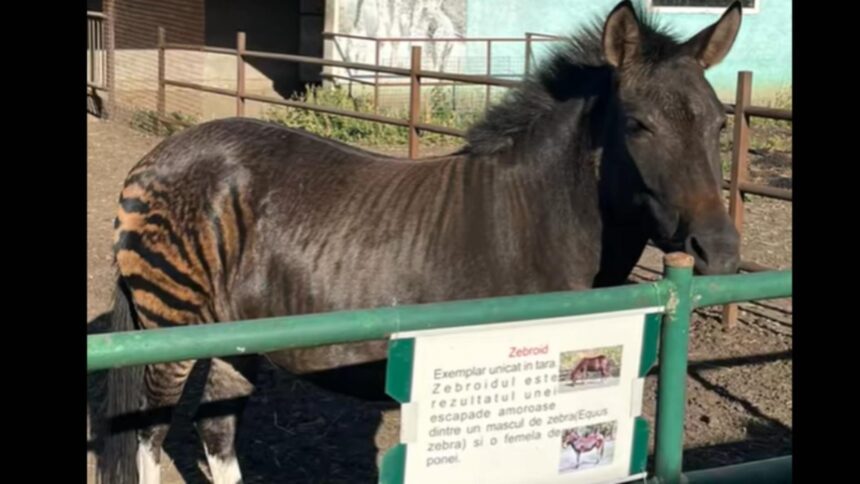 Un animal surprinzător a captivat vizitatorii grădinii zoologice din Suceava: „Aceasta este zebra de pe Shein, Temu.” 1 video un animal mai neobisnuit a devenit atractia gradinii zoologice din suceava asta e zebra de pe shein temu 68d559cb0f5e8