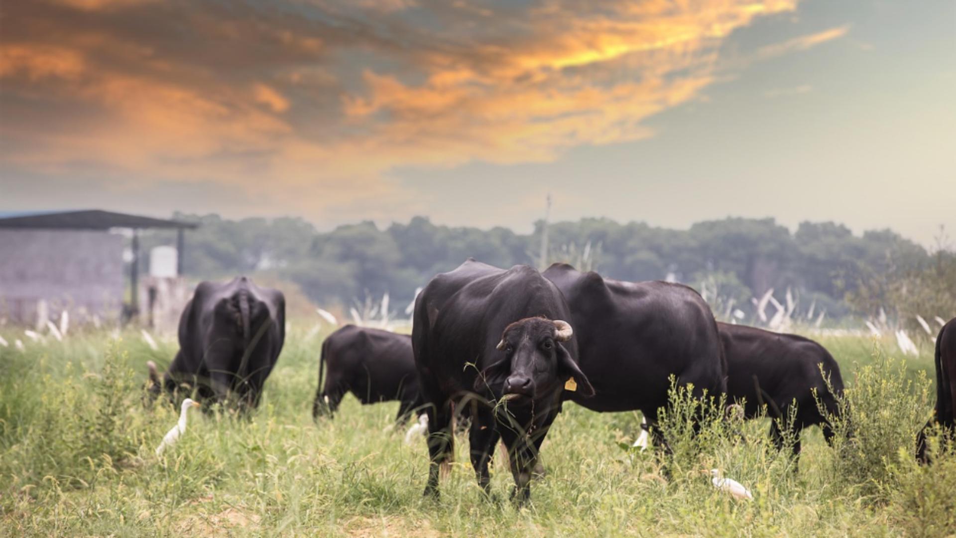 Zeci de vaci Black Angus au dispărut de pe pășune, anchetă în desfășurare de către autorități