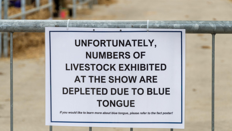 Atenție, Gorj! Focar de boală a limbii albastre la bovine: experții veterinari avertizează asupra extinderii virusului în Europa 1 alerta epidemiologica in gorj focar de boala limbii albastre la bovine virusul se extinde in europa anunta expertii veterinari 68ddf97054d76