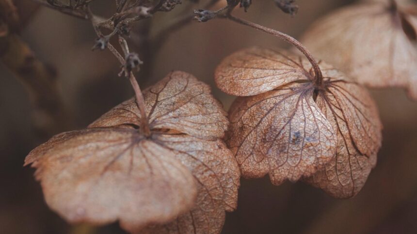 Meteorologii trag un semnal de alarmă: România se pregătește pentru un nou episod de frig și precipitații intense 1 avertisment de la meteorologi un nou val de frig si ploi abundente va afecta romania 68e22e319fc71
