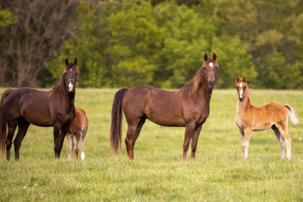 cai de tractiune furati in franta si adusi in romania 68f8d83e6b657