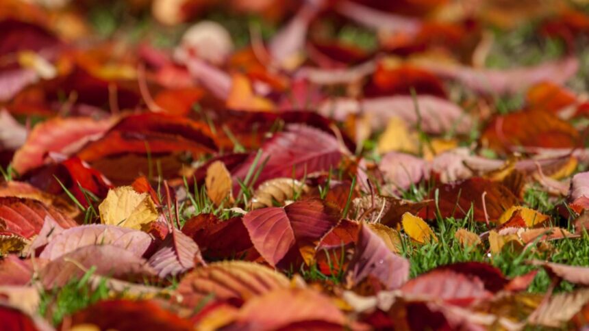 ce amenda risti daca dai foc la frunzele si crengile uscate toamna 68e1622b19198