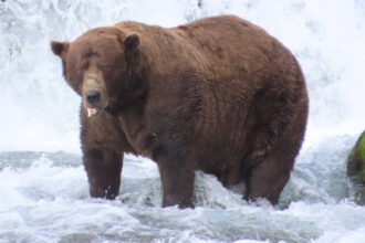 chunk a fost desemnat cel mai gras urs brun din alaska esti o inspiratie 68debbdbee01b