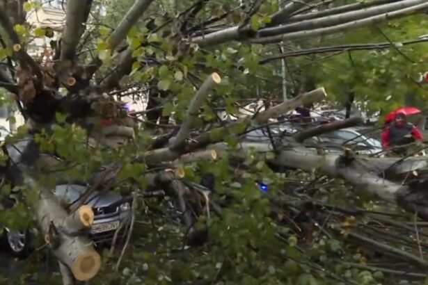 copac cazut peste mai multe masini in bucuresti dauna totala video 68e609e50ffca