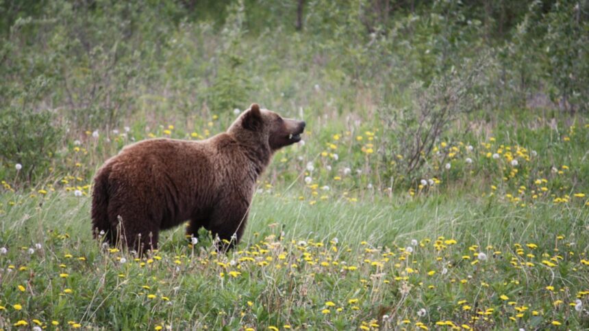 copii in pericol pe drumul spre scoala zona este frecventata de ursi parintii sunt disperati tot timpul intreb unde sunt cat mai fac pana acasa 68df66c15e1b8