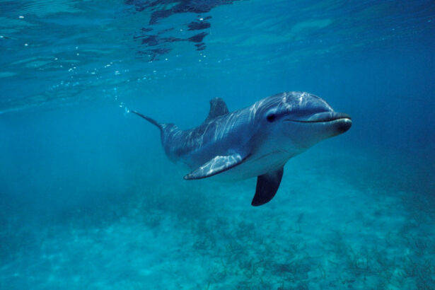 delfinii afectati de alzheimer studiu alarmant boala le ar putea deteriora memoria si orientarea explicand esuarile misterioase 68f5b43c0c680