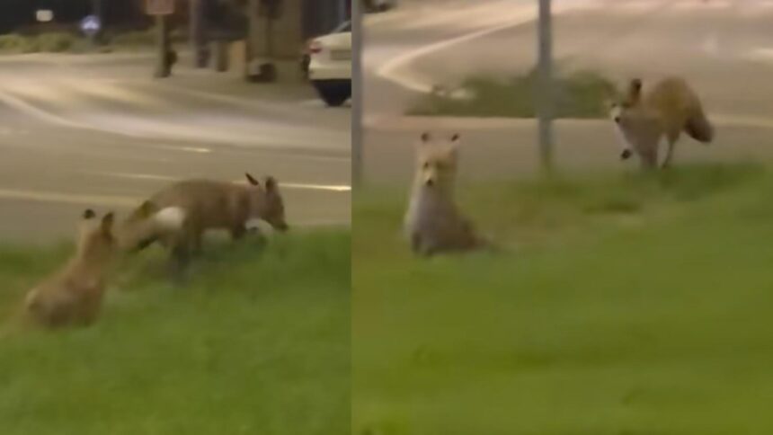 Vulpi jucăușe surprinse în inima Reșiței, dansând între clădiri și instituții 1 doua vulpi surprinse in centrul resitei la cativa pasi de cladiri si institutii animalele au oferit un adevarat spectacol de acrobatie in joaca lor 68de7fe754aff
