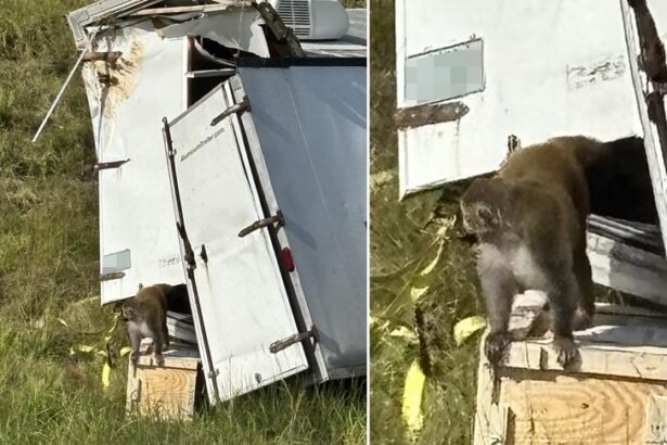 herpes infected monkey on the run after truck crash in mississippi 69015ad7de8a4