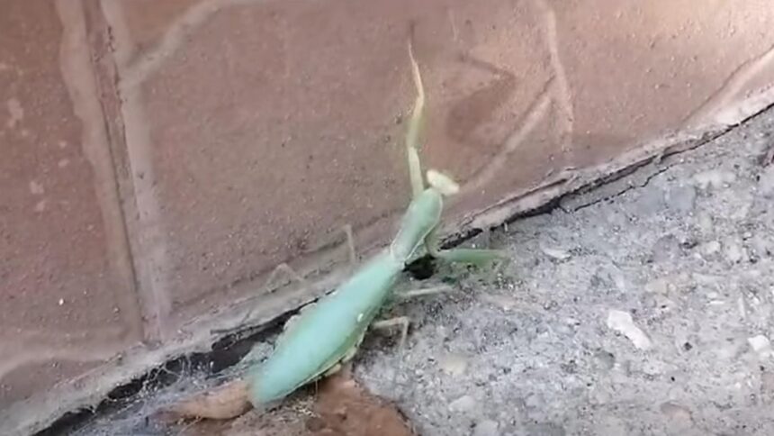 Creează-ți un refugiu: Insectele din sezonul acesta sunt aliații tăi naturali împotriva dăunătorilor 1 insectele care se strecoara in case in aceasta perioada specialistii ne recomanda sa le lasam in pace sunt cel mai bun insecticid natural 68e3f4c3028da