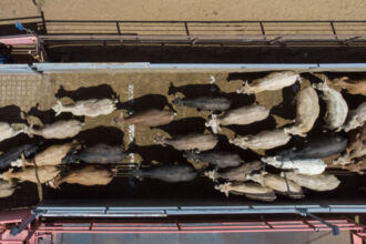 legea privind bunastarea animalelor in timpul transportului blocata de eurodeputati proiectul e sustinut de un politician roman 68f0f2b2e4e07