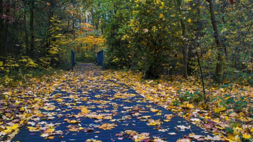 Prognoza meteo pentru 4 octombrie: vreme friguroasă, cu precipitații mixte și ninsoare în zonele montane 1 meteo 4 octombrie vreme rece cu ploi si lapovita si ninsoare la munte 68e09eacb8116