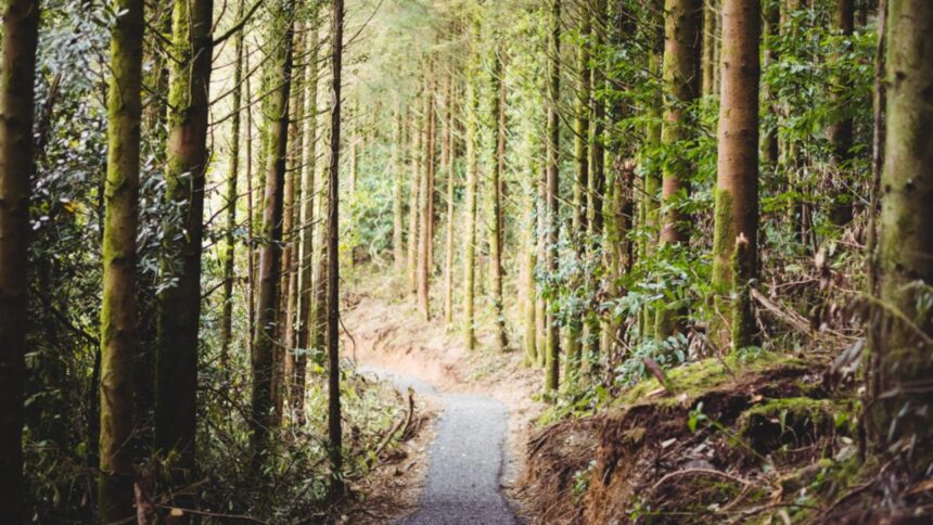 Familie cu 5 copii prinsă în capcana unui drum forestier din Buzău, jandarmii montani sar în ajutor 1 navigatia le a creat probleme familie cu 5 copii blocata pe un drum forestier din judetul buzau au intervenit jandarmii montani 68e360168a3a0