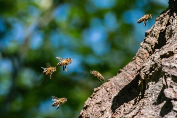 number of wild bee species at risk of extinction in europe doubles in 10 years 68ea489a53bda