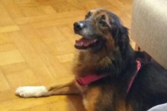 pets on flights can be classed as baggage top eu court rules 68f105bc9d032