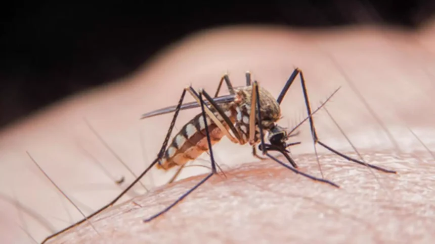 Posibilă infectare cu virusul West Nile în Tălmaciu: informații de la DSP Sibiu 1 posibil caz de infectare cu virusul west nile la talmaciu precizarile dsp sibiu 68de5000c5334