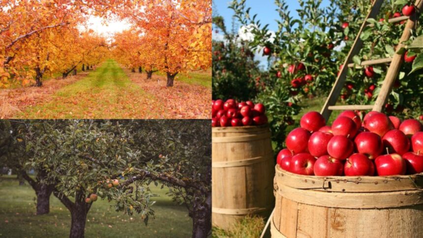 Întreținerea livezii înainte de iarnă: lucrările esențiale din octombrie pentru recolte îmbelșugate anul viitor 1 pregatirea livezii pentru iarna ce lucrari sunt obligatorii in luna octombrie ca sa ai roade bogate si anul viitor 68dd87717ba33